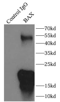 BAX antibody