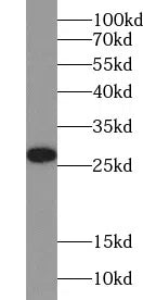 BCL2 antibody
