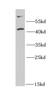 CD63 antibody