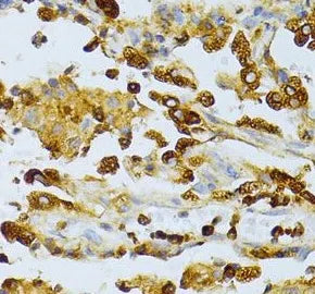 CD63 antibody