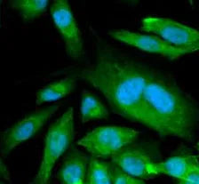 CDK6 antibody