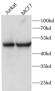 FAM20C antibody