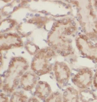 FAM20C antibody