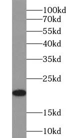 FNDC5 antibody