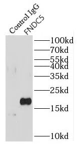 FNDC5 antibody