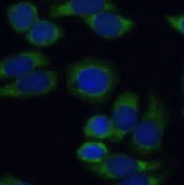 FSHR antibody