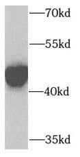 CTH antibody