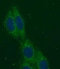 CTH antibody