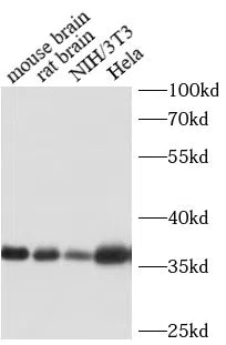 GAPDH antibody