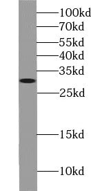 HMGB1 antibody