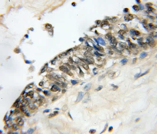 HMGB1 antibody
