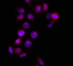 HMGB1 antibody