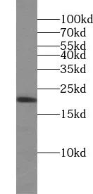 IL10 antibody
