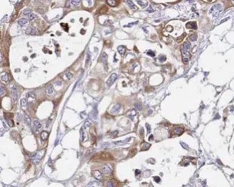 IL10 antibody