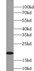 IL4 antibody