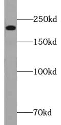 MYH7-specific antibody
