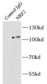 NFE2L2 antibody