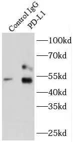 CD274 antibody