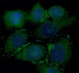 CD274 antibody