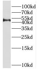 PRMT8 antibody