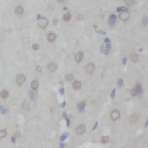 PRMT8 antibody