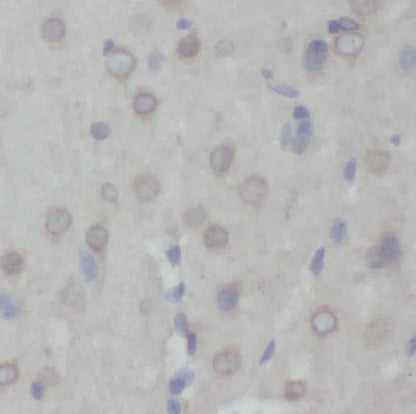 PRMT8 antibody