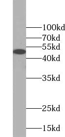 SMAD3 antibody