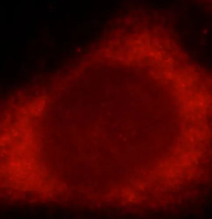 SMAD3 antibody