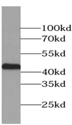 ACTA2 antibody