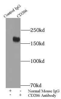 CD206 antibody