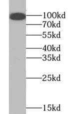 TLR4 antibody