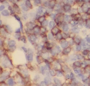 TLR4 antibody