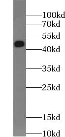 TGFB1 antibody