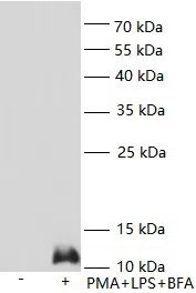 CXCL8 antibody