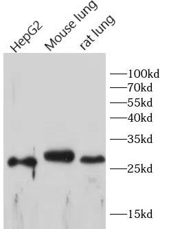 CD68 antibody