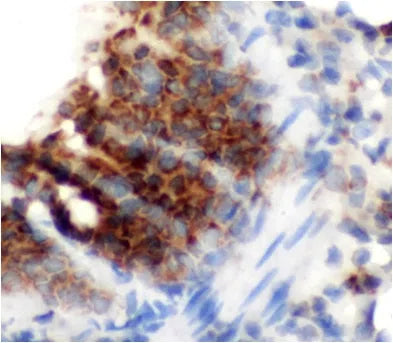 CD68 antibody