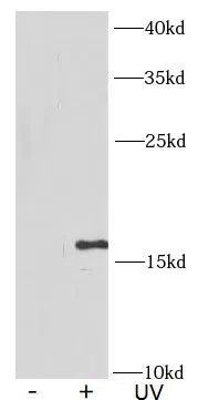 γ-H2AX antibody