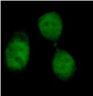 γ-H2AX antibody