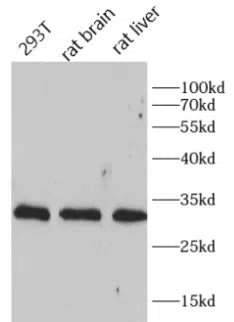CD81 antibody