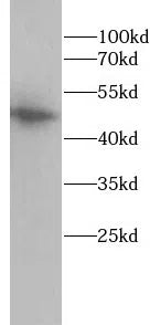 GJA1 antibody
