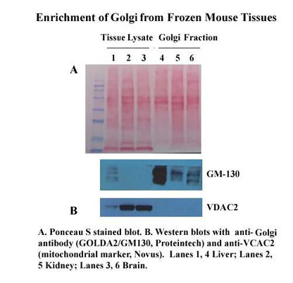 MinuteTM Golgi Apparatus Enrichment Kit