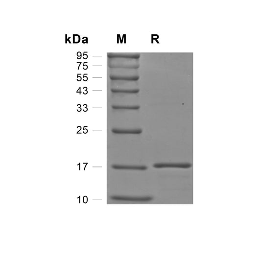 FGF basic/bFGF Protein, Human (146a.a)