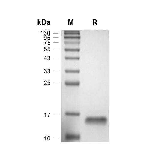 BDNF Protein, Human