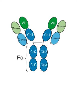 Pembrolizumab