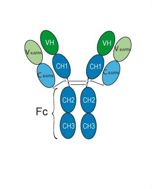 Trastuzumab