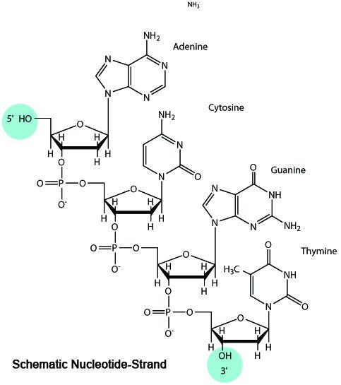 ODN 1826 (Type B) Endotoxin-free (sterile)