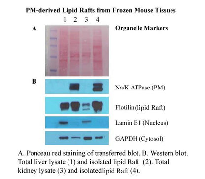 Minute™ Plasma Membrane-Derived Lipid Raft Isolation Kit