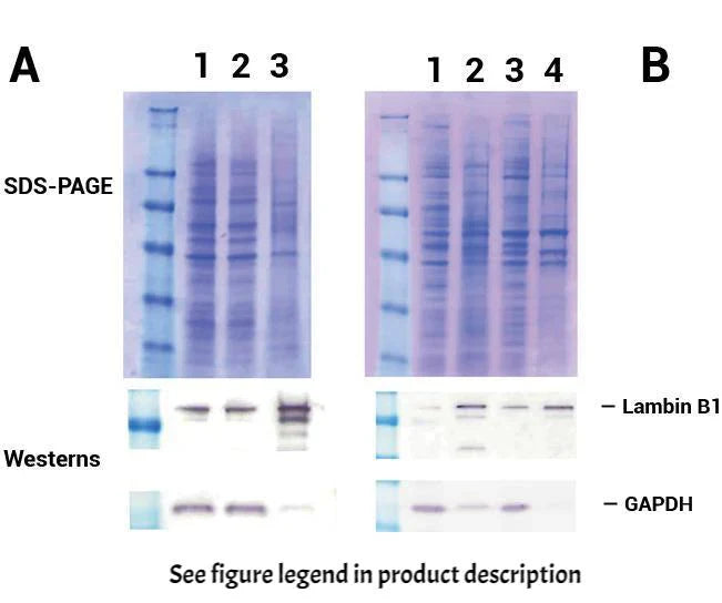 Minute TM Nuclear Envelope Protein Extraction Kit