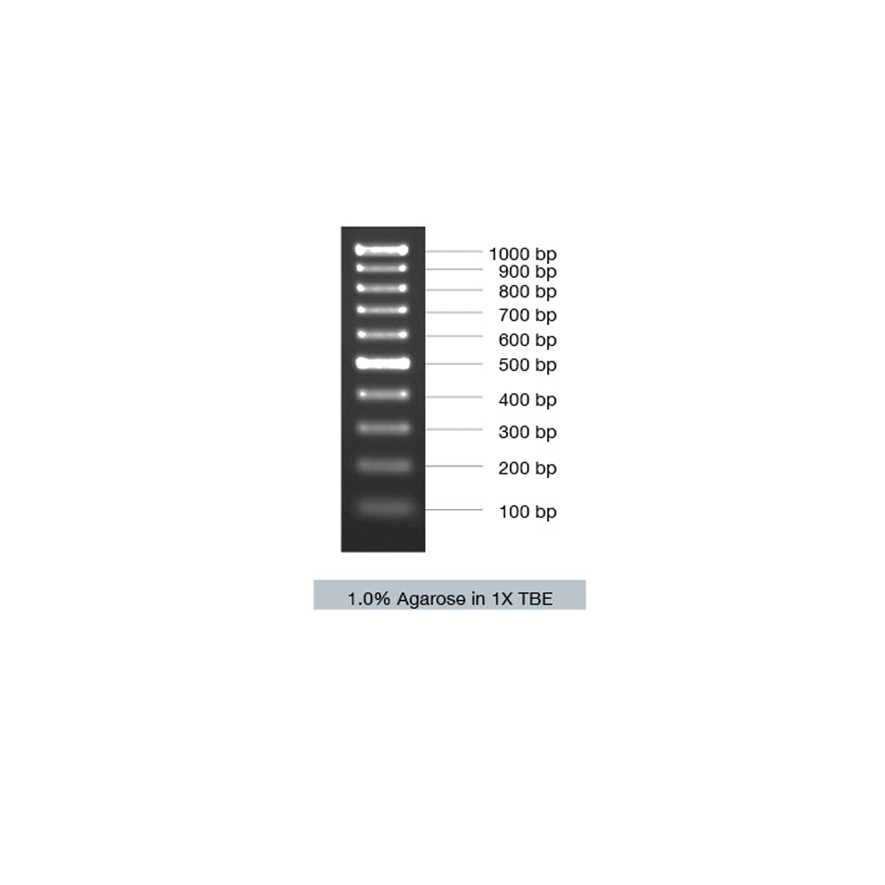 VC100bp DNA Ladder