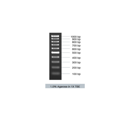 VC100bp DNA Ladder